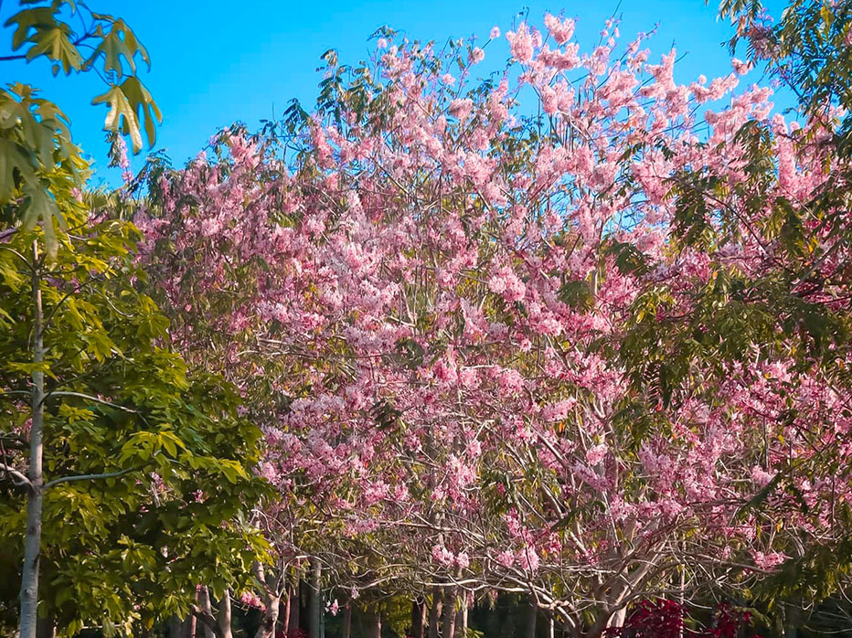 Pink shower trees
