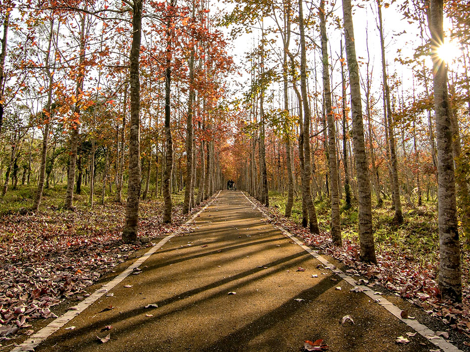 Danongdafu Bikeway (Southern Route)- Maple Leaves