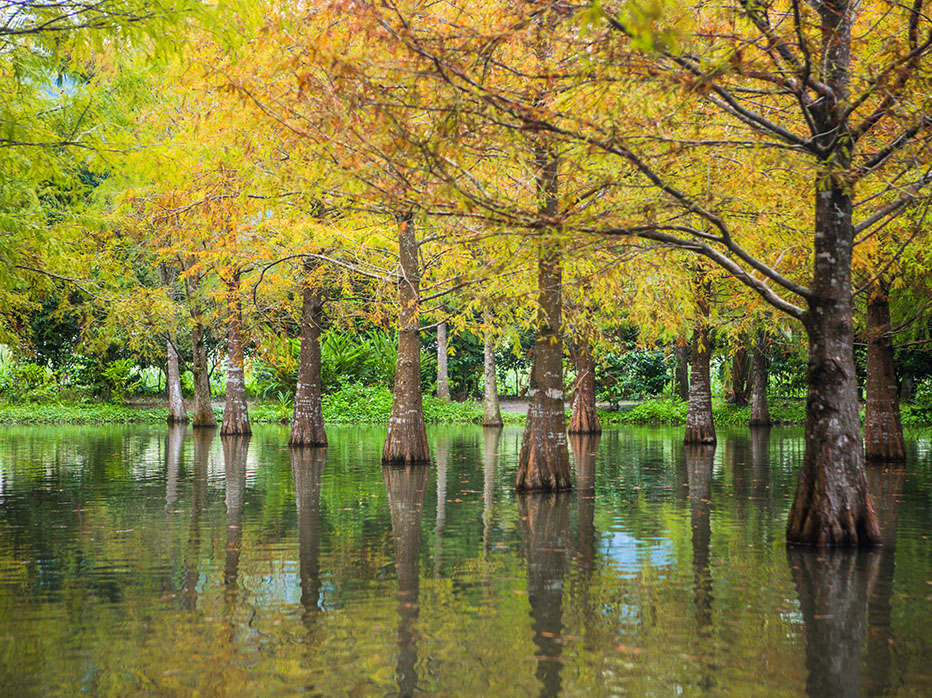 Yuzhan Nursery- Bald Cypress Trees