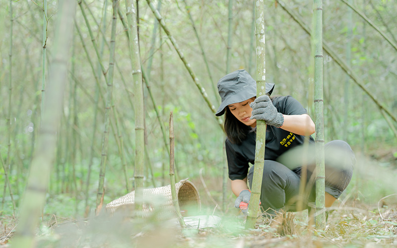 Land, bamboo, and people