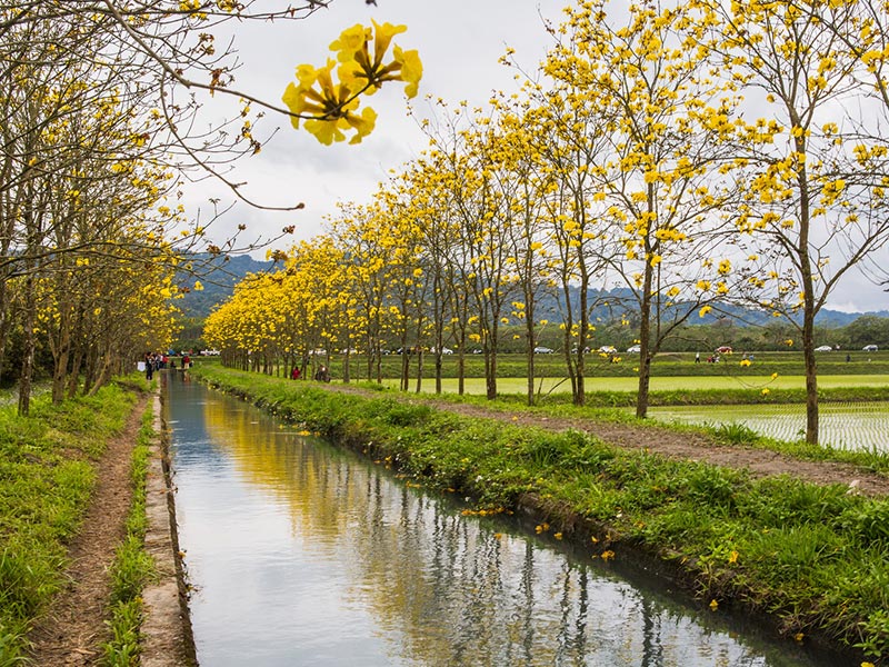 黃花風鈴木