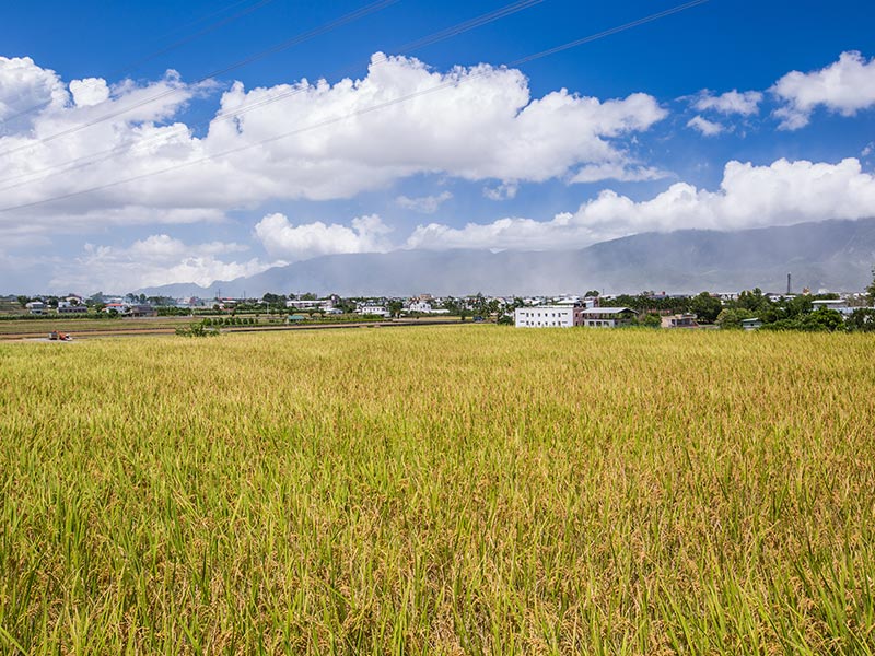 The Season of Golden waves of rice