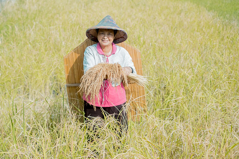 Bringing the harvest to the kitchen