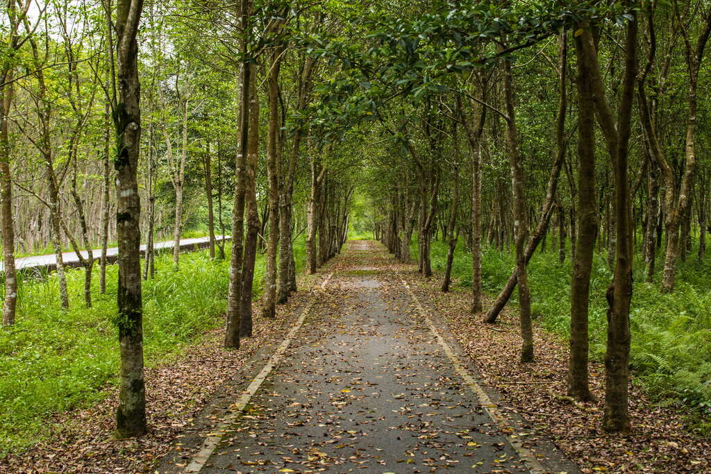 Danong Dafu Forest Park