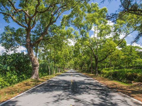 武嶺綠色隧道