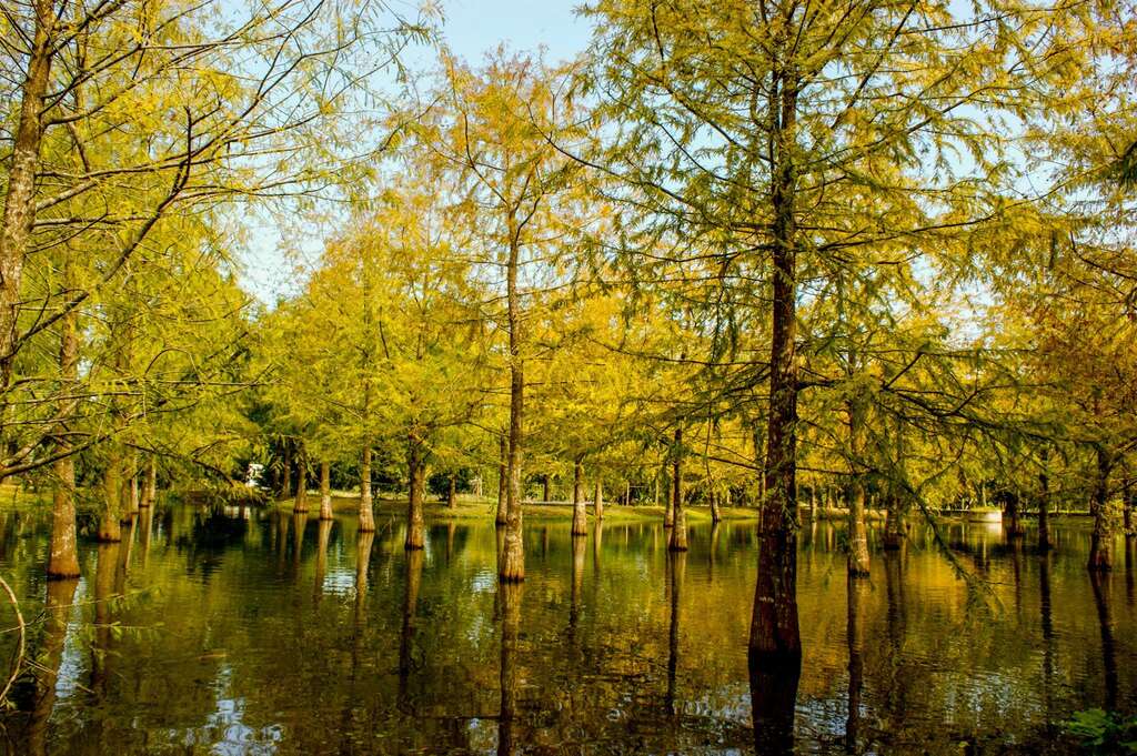 Yuzhan Nursery of Trees – bald cypress