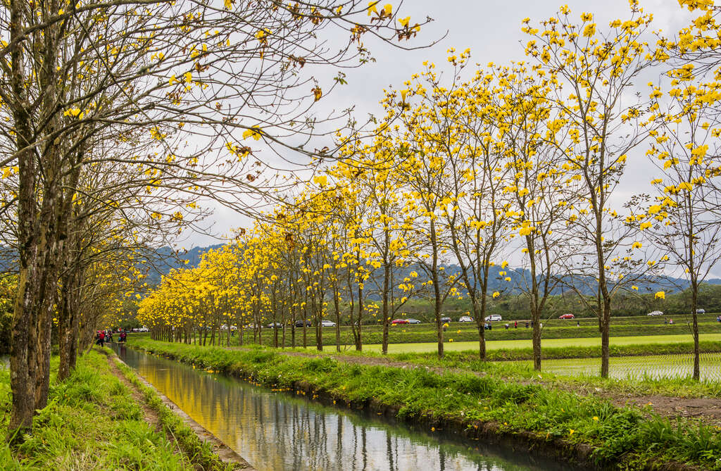 Golden trumpet trees in Xingquanzun
