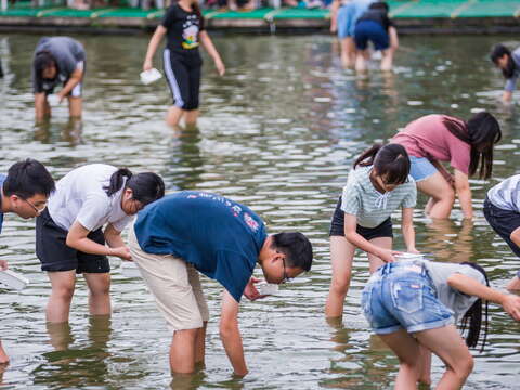 在立川漁場下水摸黃金蜆