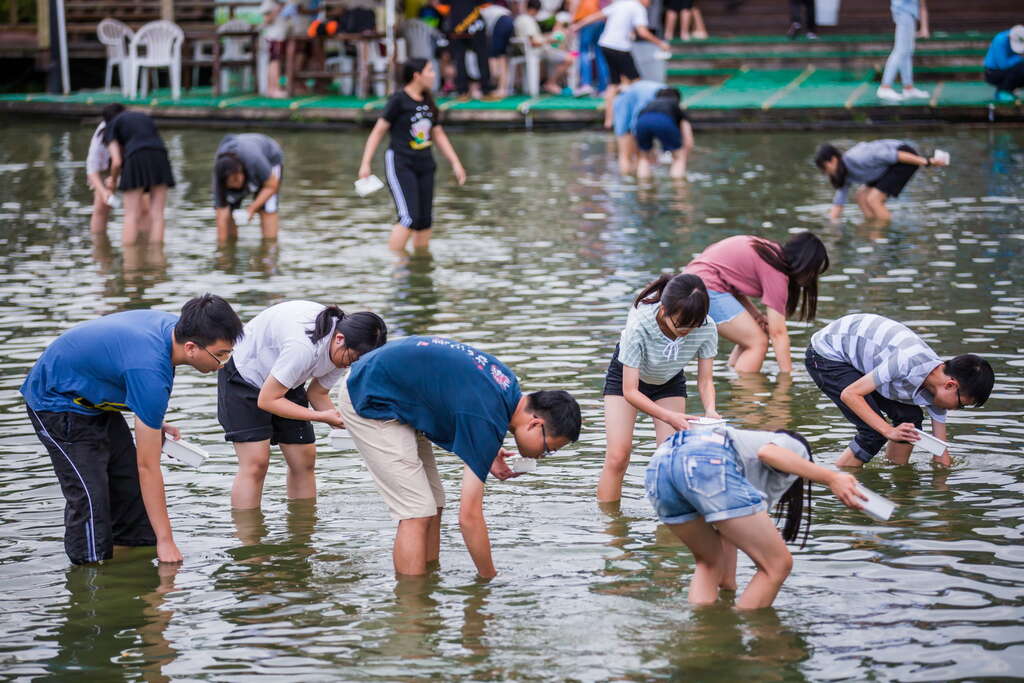 在立川漁場下水摸黃金蜆