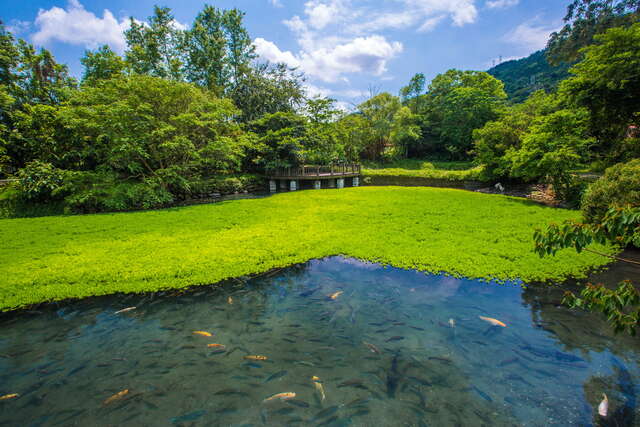 在觀景台可看見魚在乾淨清澈的生態池中優游