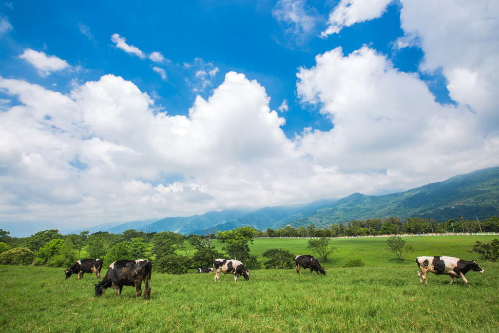 ä¸æç¡éçç¶ æ²¹æ²¹ç§èå°ï¼å¹¾é»ä¹³çé»ç¶´å¶é