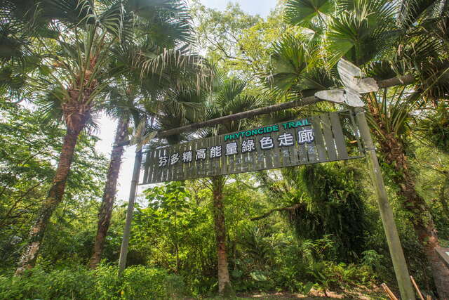漫步於園區中參天高大的樟樹林，吸一口森林中的芬多精