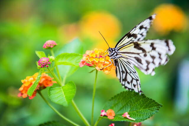 在每年3月至8月是蝴蝶谷絕佳的賞蝶季節