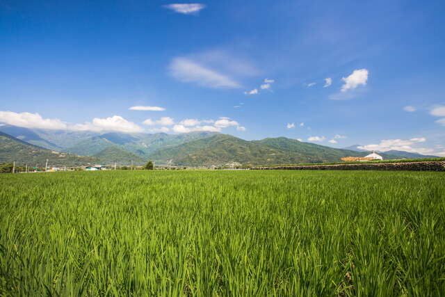 羅山有機村的稻田景觀