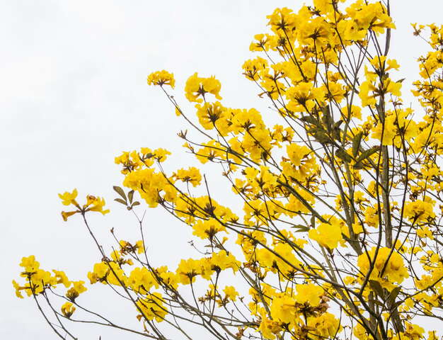 黃花風鈴木在每年春天3月盛開