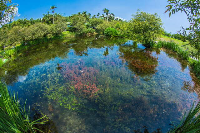 拉索埃湧泉，孕育出臺灣瀕臨絕種的原生水生植物-小花石龍尾
