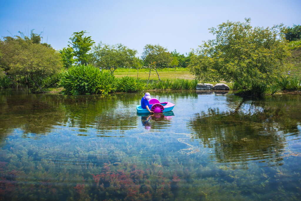 遊客可坐上手划船，邊清理藻類邊近距離欣賞小花石龍尾