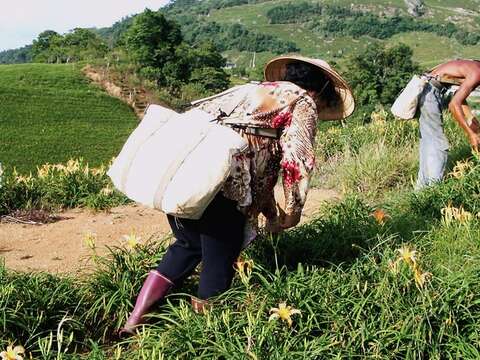 Bright, Orange Blossoms of Late Summer--Daylilies of Liushidan Mountain