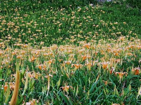 Bright, Orange Blossoms of Late Summer--Daylilies of Liushidan Mountain