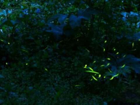 Join our firefly party now!