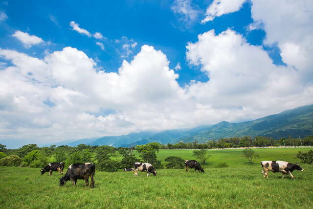 The vast Chulu Pasture is divided into a rolling-in-grass area