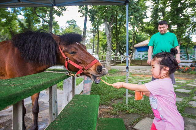 Feeding the horses with carrots.