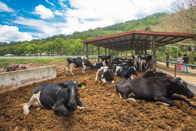 牛乳を台湾各地に出荷する瑞穂牧場