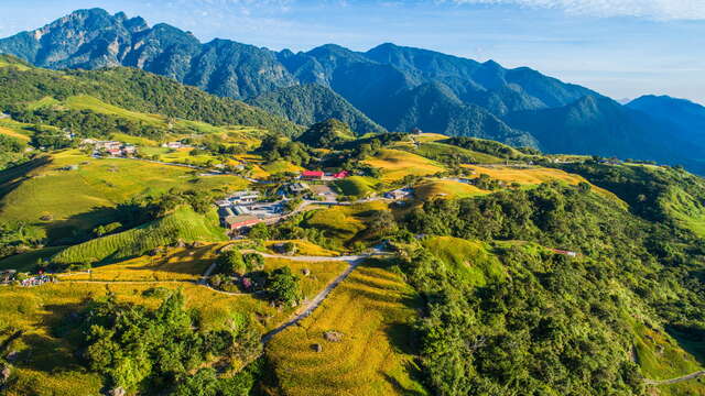 花東縦谷の三大ワスレグサ栽培地区