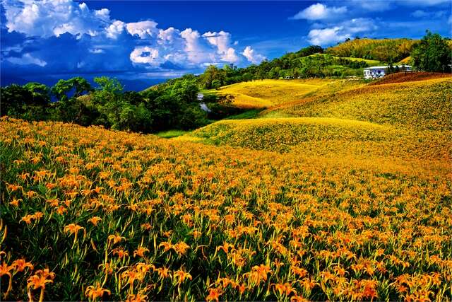 Farming crops such as corn and peanuts, and then long yellow lilies.