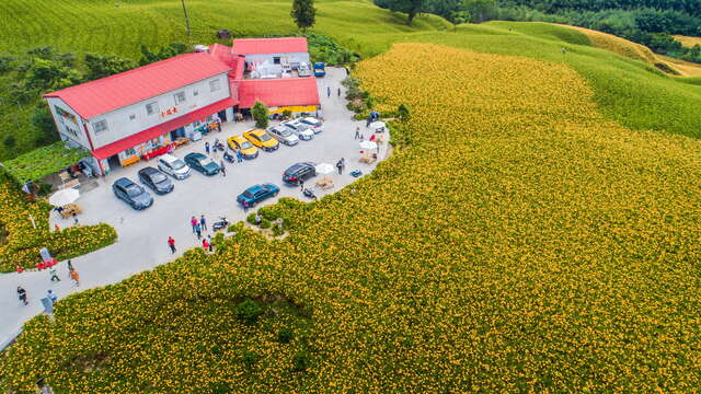 Farmers lay out long yellow lilies on the lemongrass oil felt roof and in the front yard.