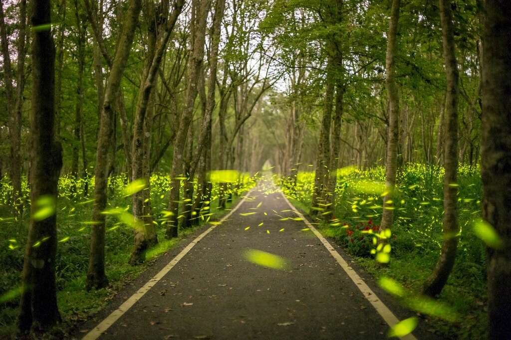 螢漫平森