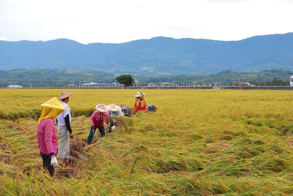 2020客庄12大節慶-臺東好米收冬祭(取自臺東縣政府)