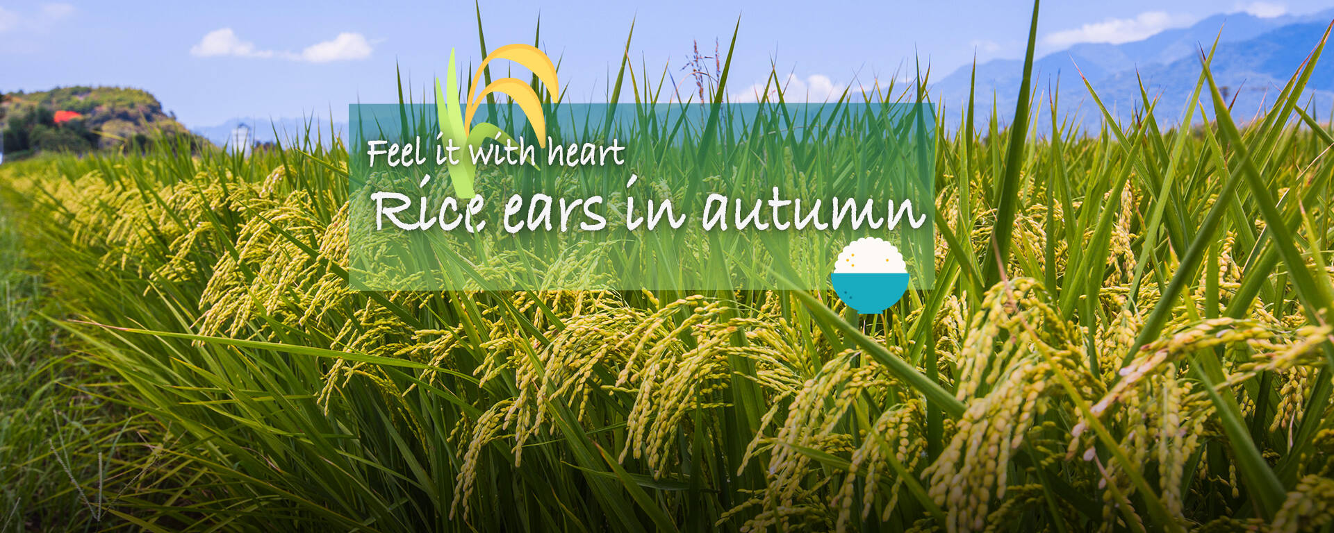 Rice ears in autumn