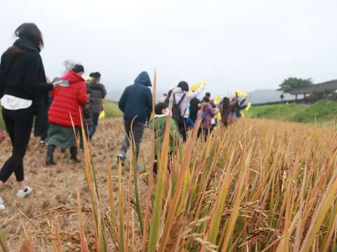 Invites you to embrace the paddy field