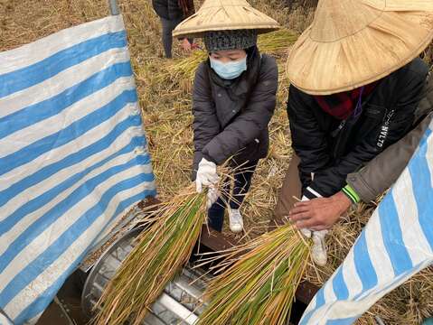 Invites you to embrace the paddy field