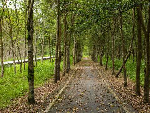 大農大富平地森林遊樂區也有龍貓隧道