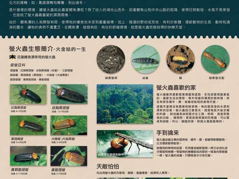 Registration for "2021 Liyu Lake Fireflies Festival" starts on March 11th!