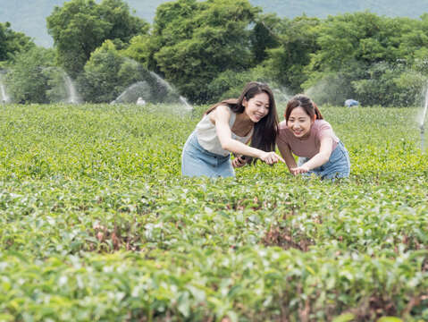 鹿野紅烏龍茶