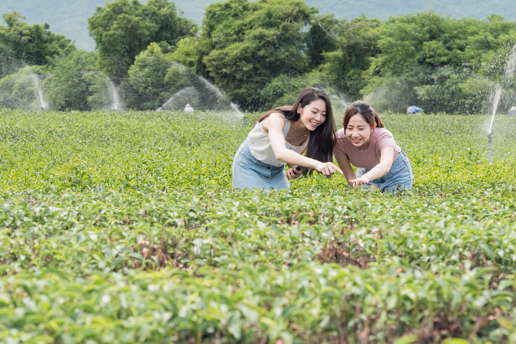 鹿野紅烏龍茶