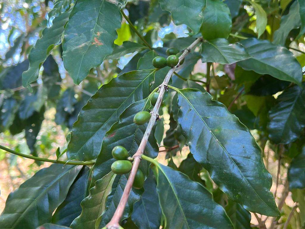 徐行縱谷 ~ 單車遊讀花東 1日|瑞穗百年溫泉 x 柚香產地餐桌|Tripbaa趣吧!7