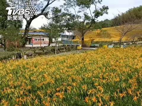 金針花受損！赤柯山道路地基流失2周搶通_1