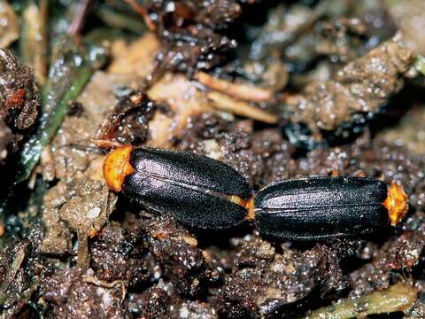 Mating black-winged fireflies