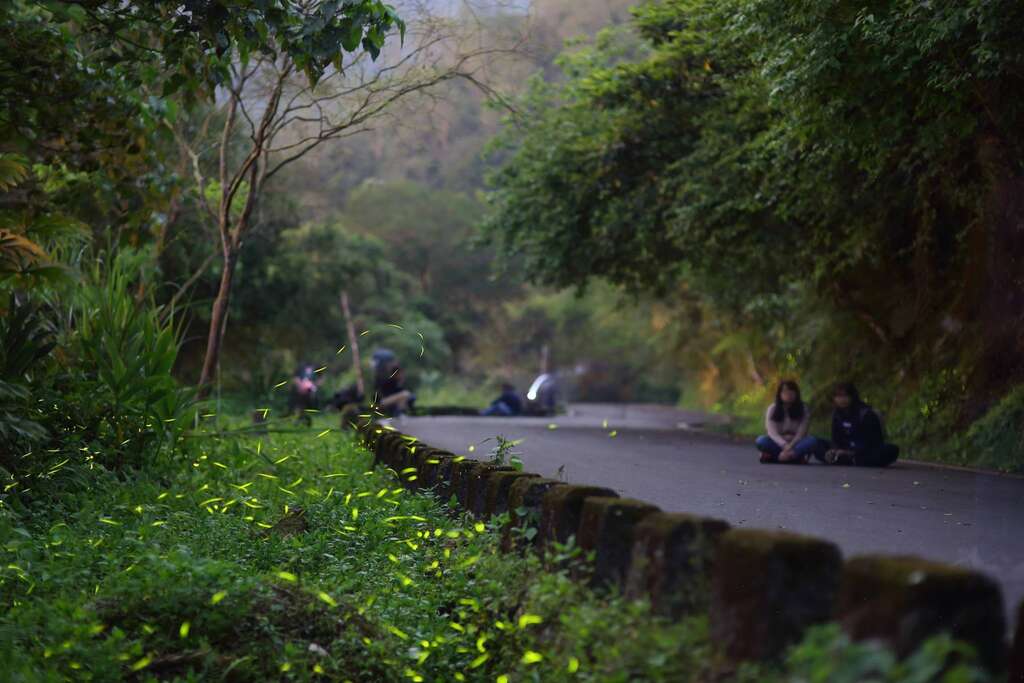 the Firefly Viewing at Liyu Lake