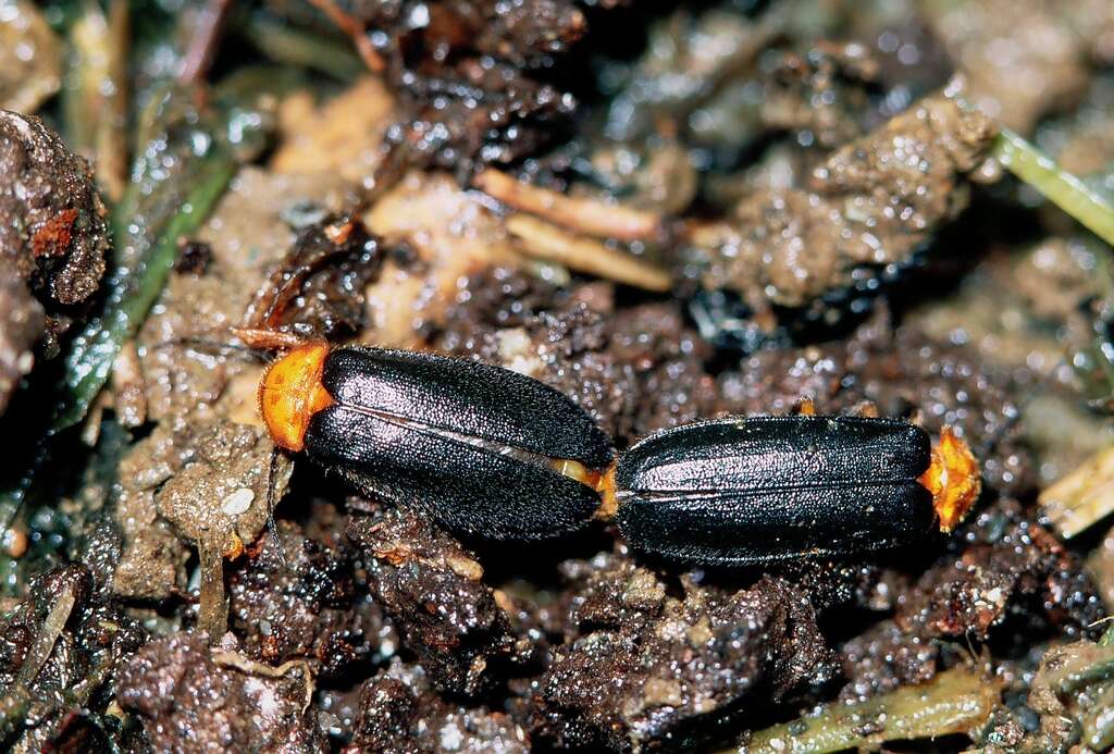 Mating black-winged fireflies