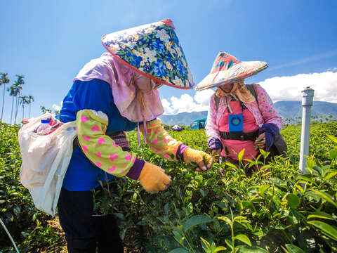 舞鶴觀光茶園