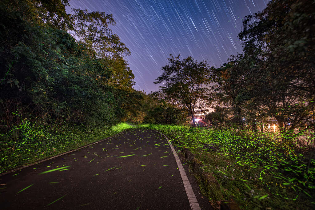 花蓮鯉魚潭「螢光漫舞」