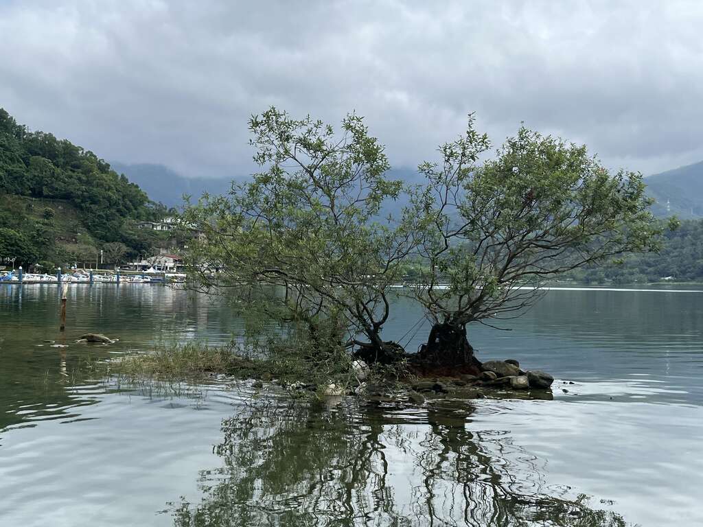 花蓮縣鯉魚潭 湖中樹