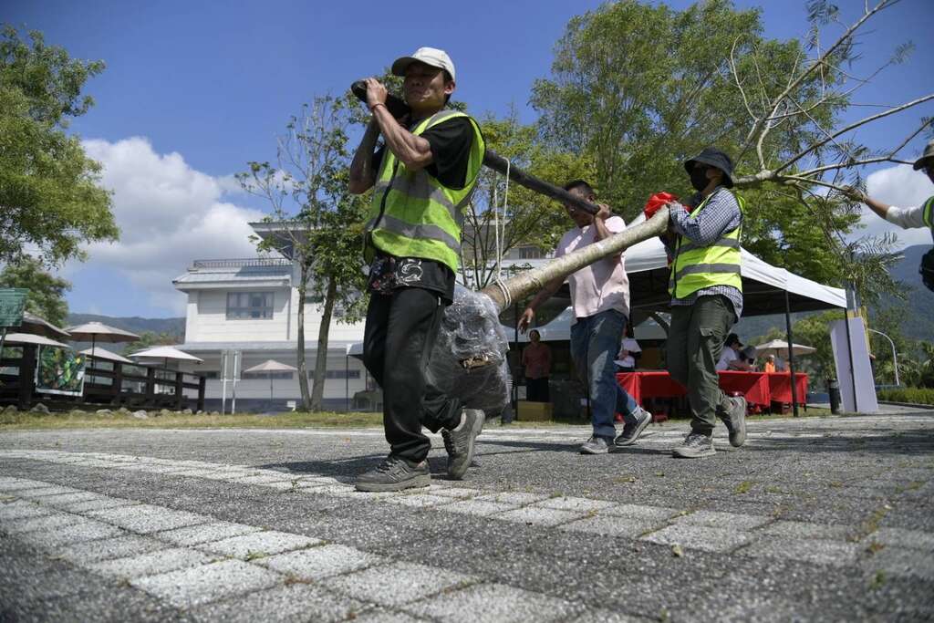 羅山小鎮迎娶大樹