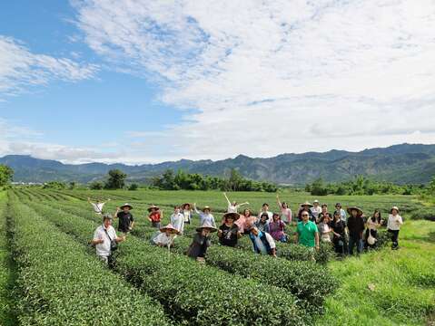 圖3-「女兒不懂茶」茶園生態導覽