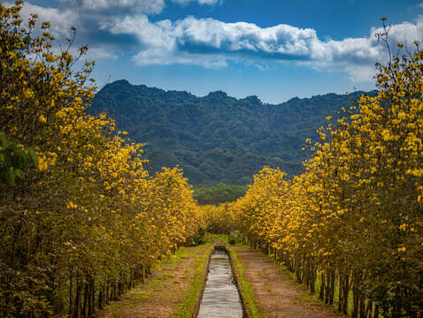 富興黃花風鈴木